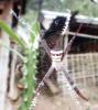 Argiope sp.